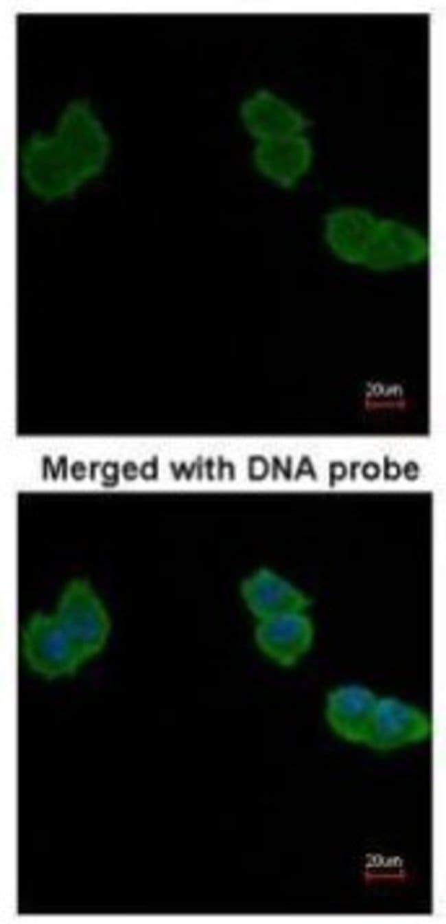 Aminoacylase-1 Polyclonal Antibody, 100