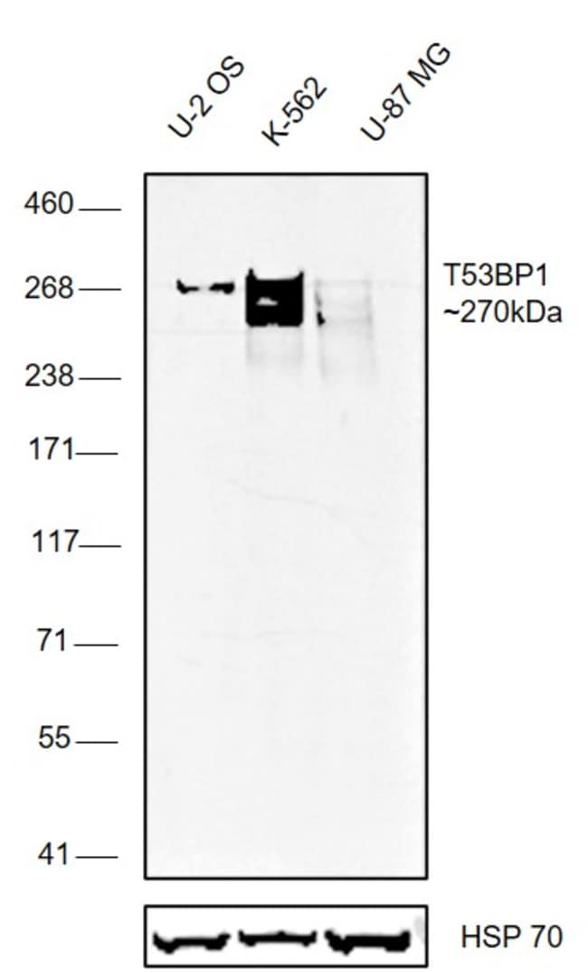 53BP1 Polyclonal Antibody, DyLight 650 c