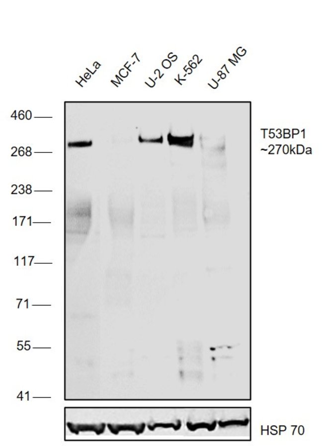 53BP1 Polyclonal Antibody, DyLight 650 c