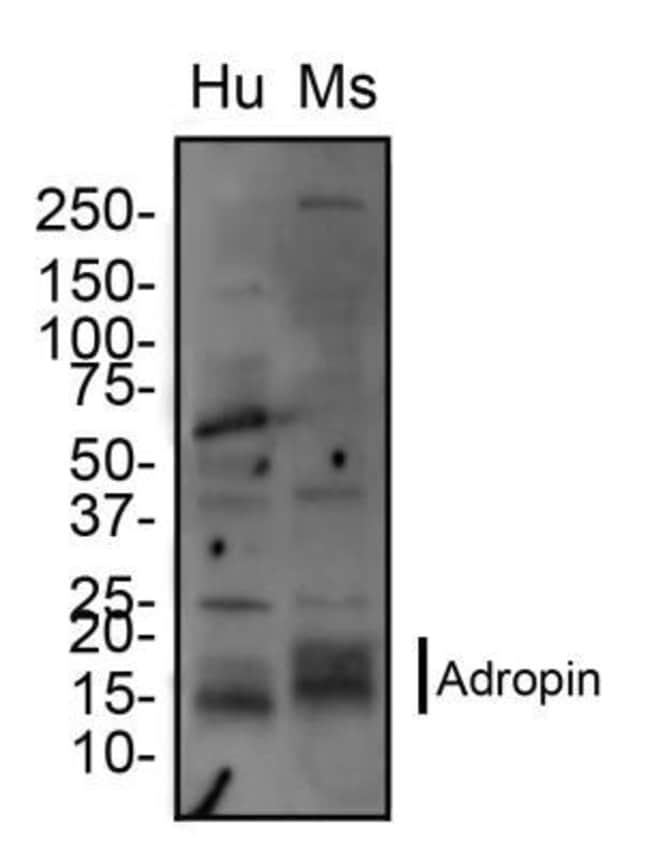 Adropin Polyclonal Antibody, 100 µl