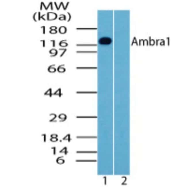 Ambra1 Polyclonal Antibody, 100 µg
