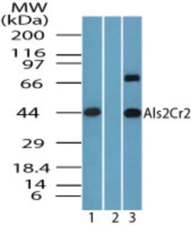 Als2Cr2 Polyclonal Antibody, 100 µg