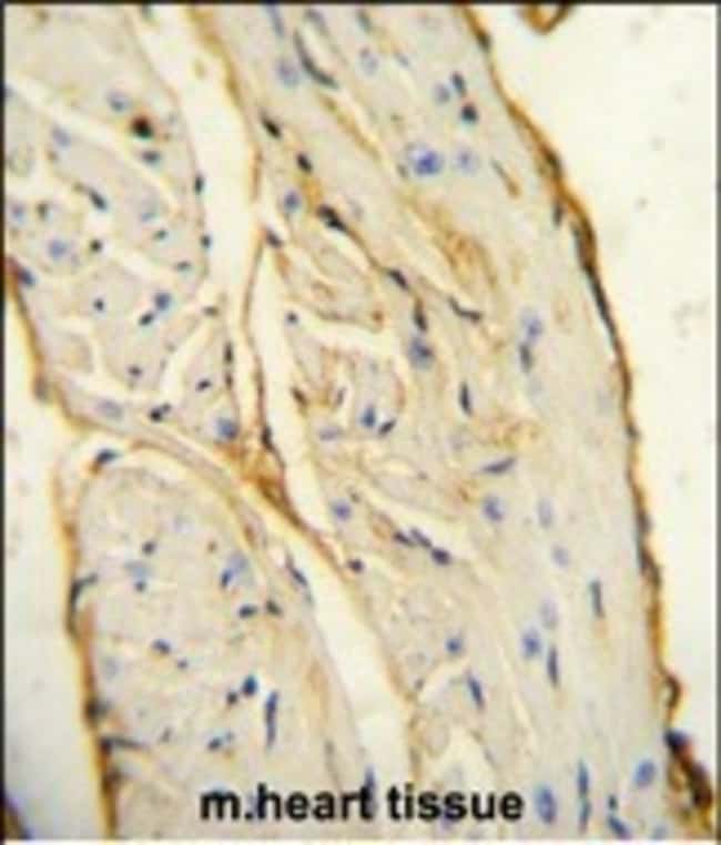 AIF1 Polyclonal Antibody, 100 µg