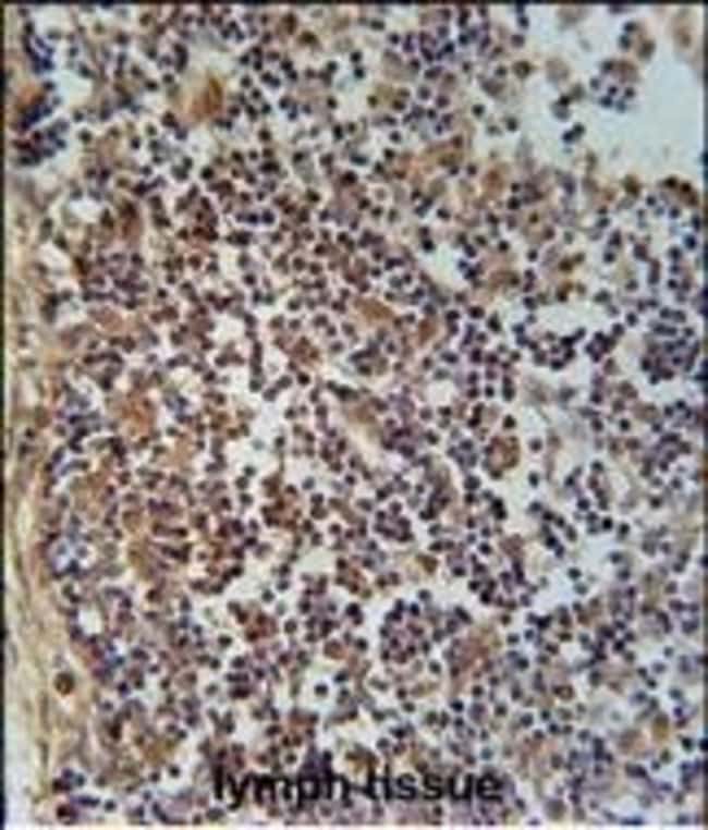 100UG FA49A Polyclonal Antibody