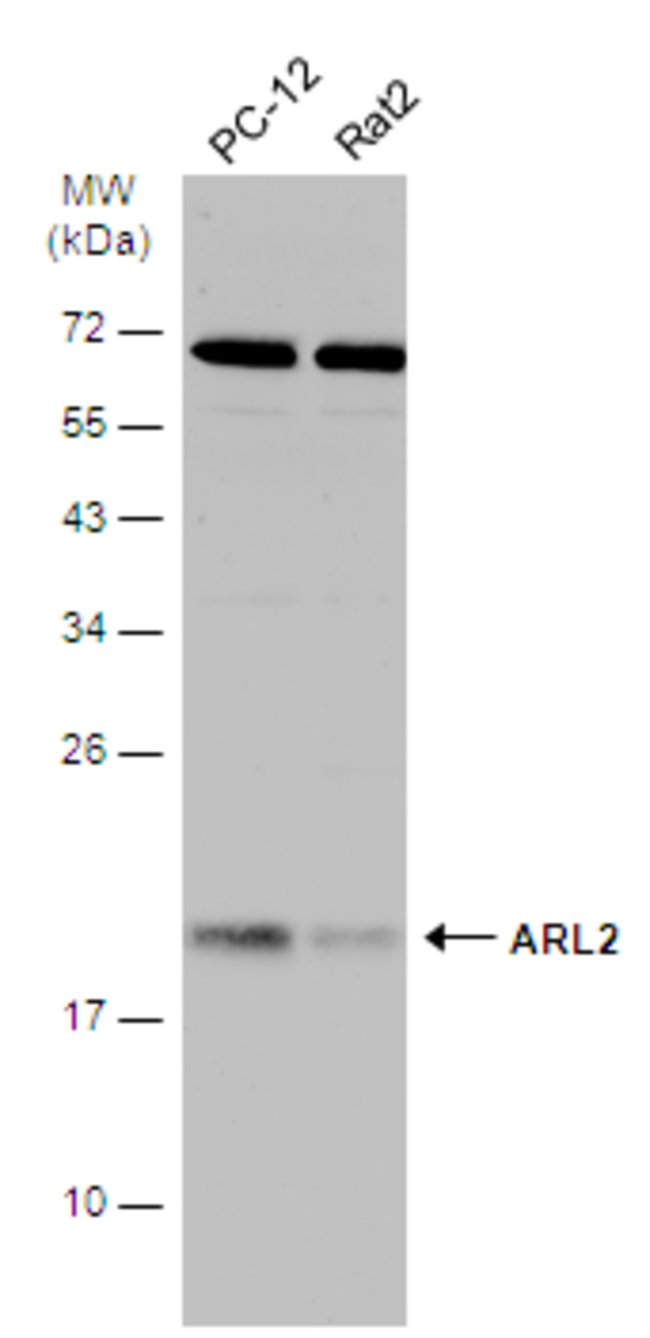 Anti-ARL2