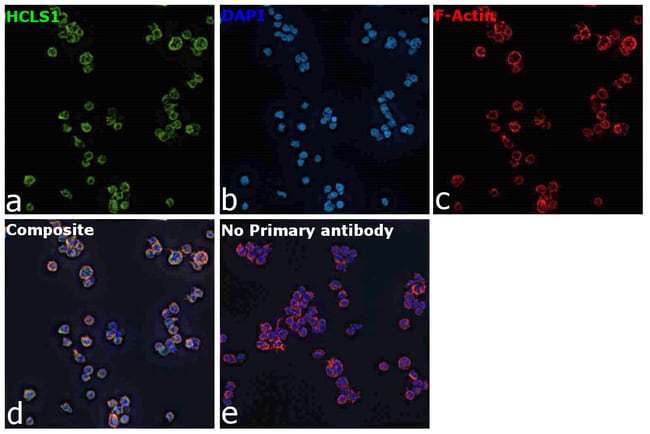 Anti-HCLS1