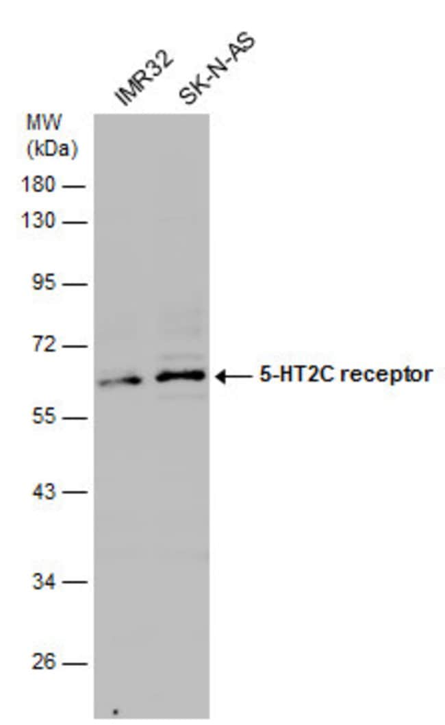 Anti-5HT2C Receptor