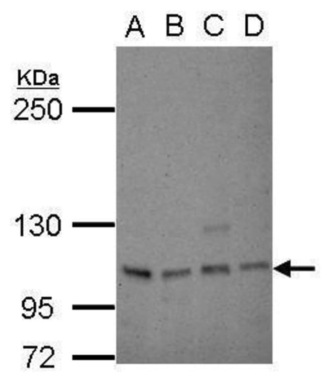Anti-SP1