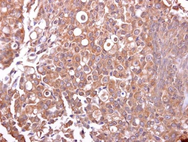 Anti-Mucin 4