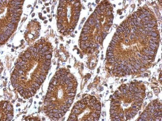 Anti-Laminin beta 1