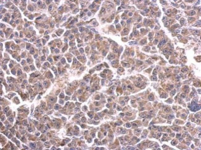 Anti-Cytochrome C1