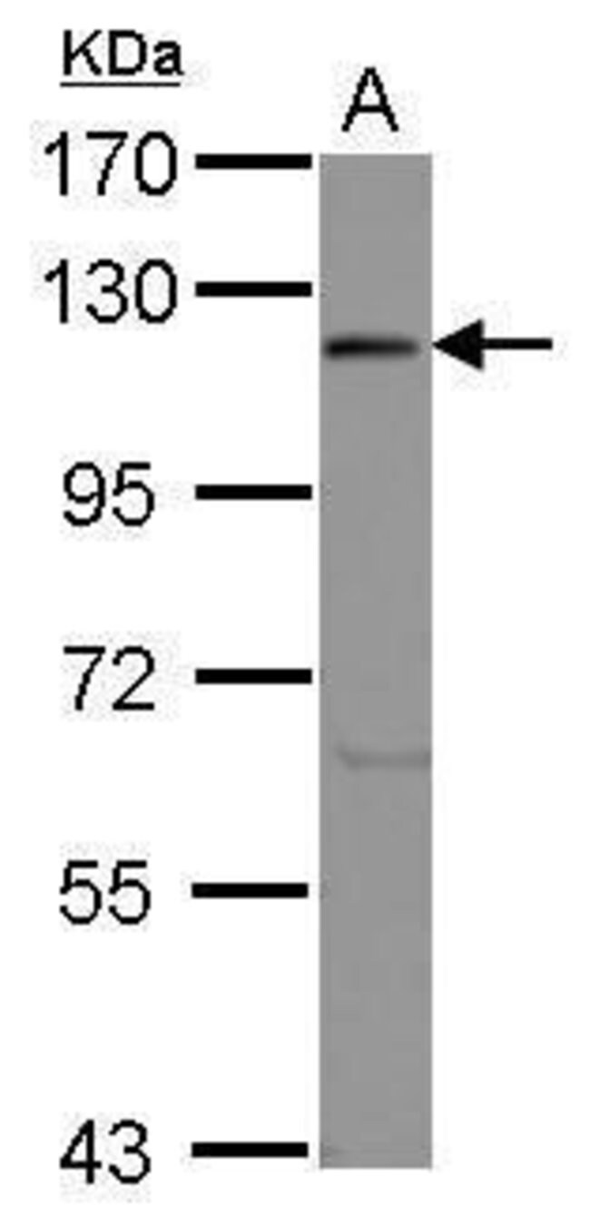Anti-eIF3 p110
