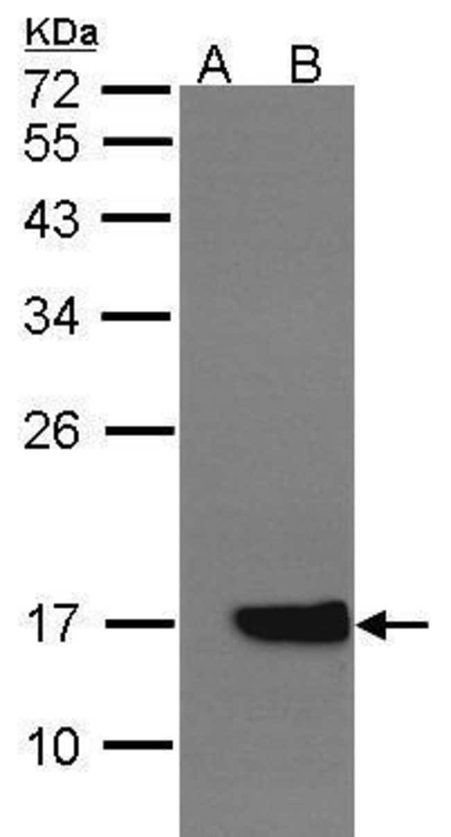 Anti-Cytochrome b5