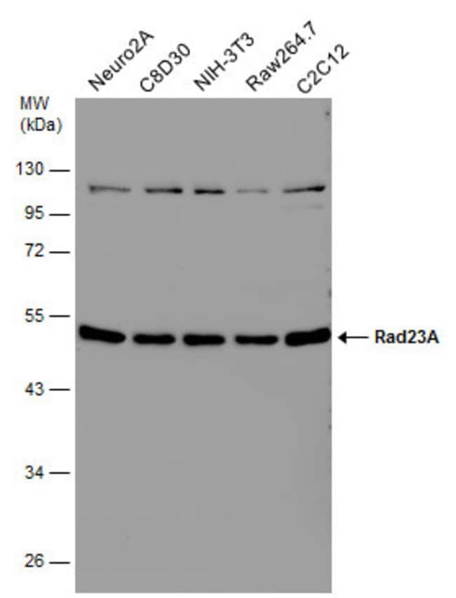 Anti-Rad23A