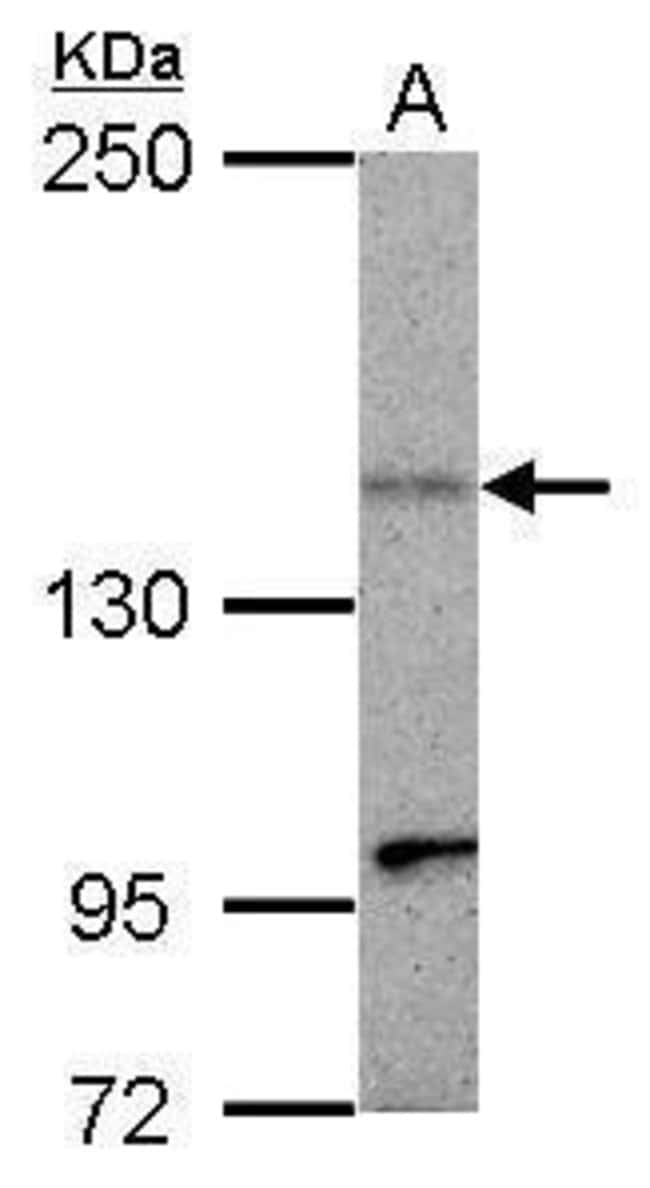 Anti-KIF1C