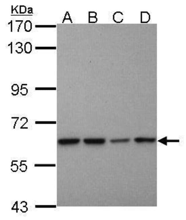Anti-Proteasome 26S S3