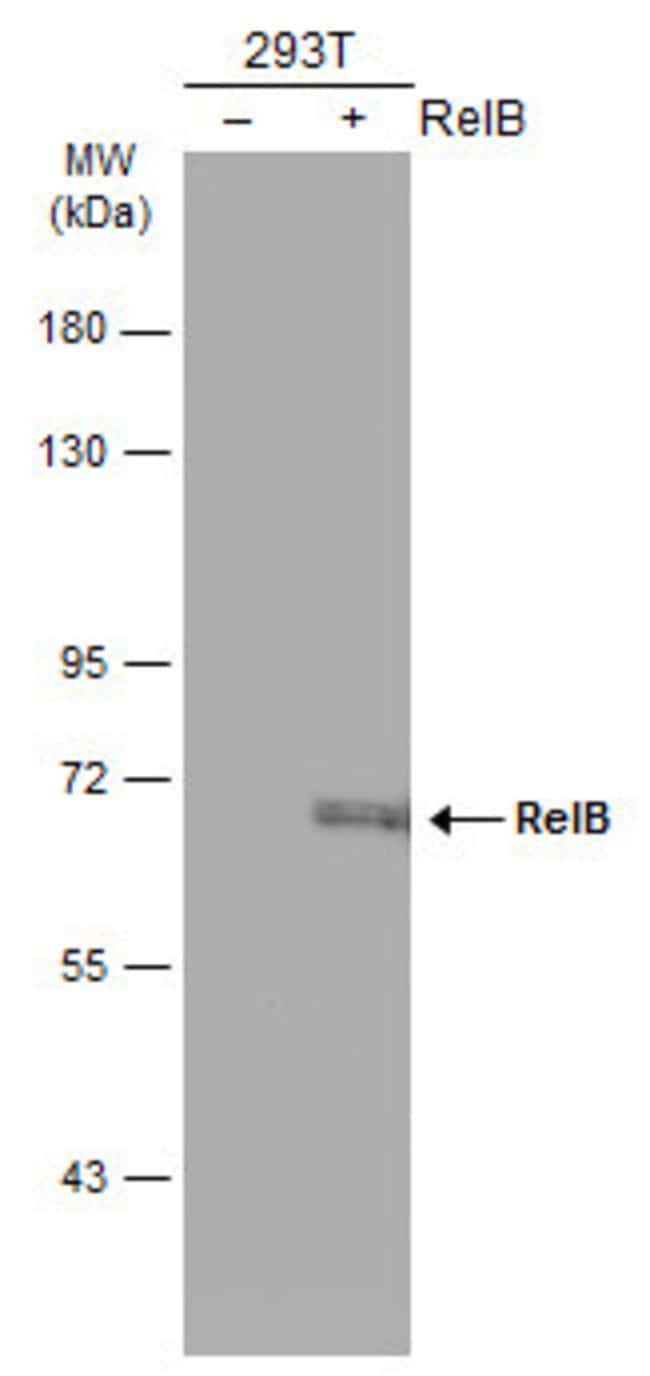 Anti-Rel B