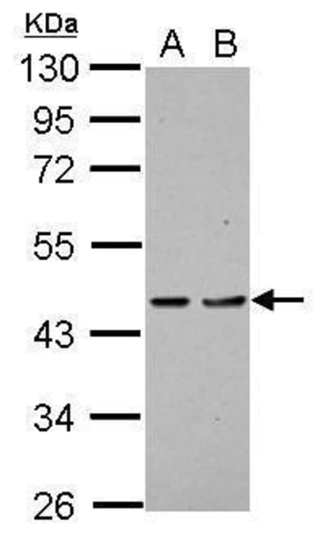 Anti-PDCD2