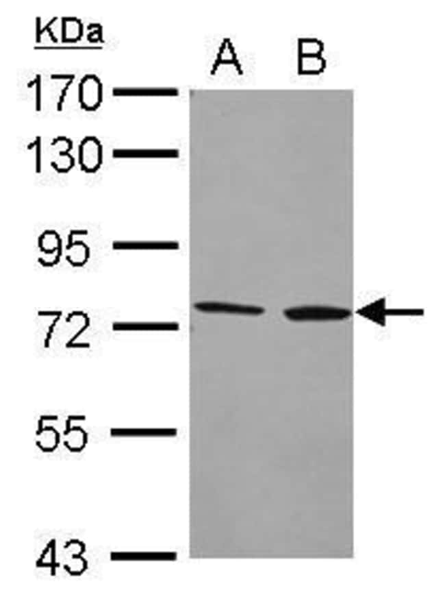 Anti-Cytochrome P450 4F2