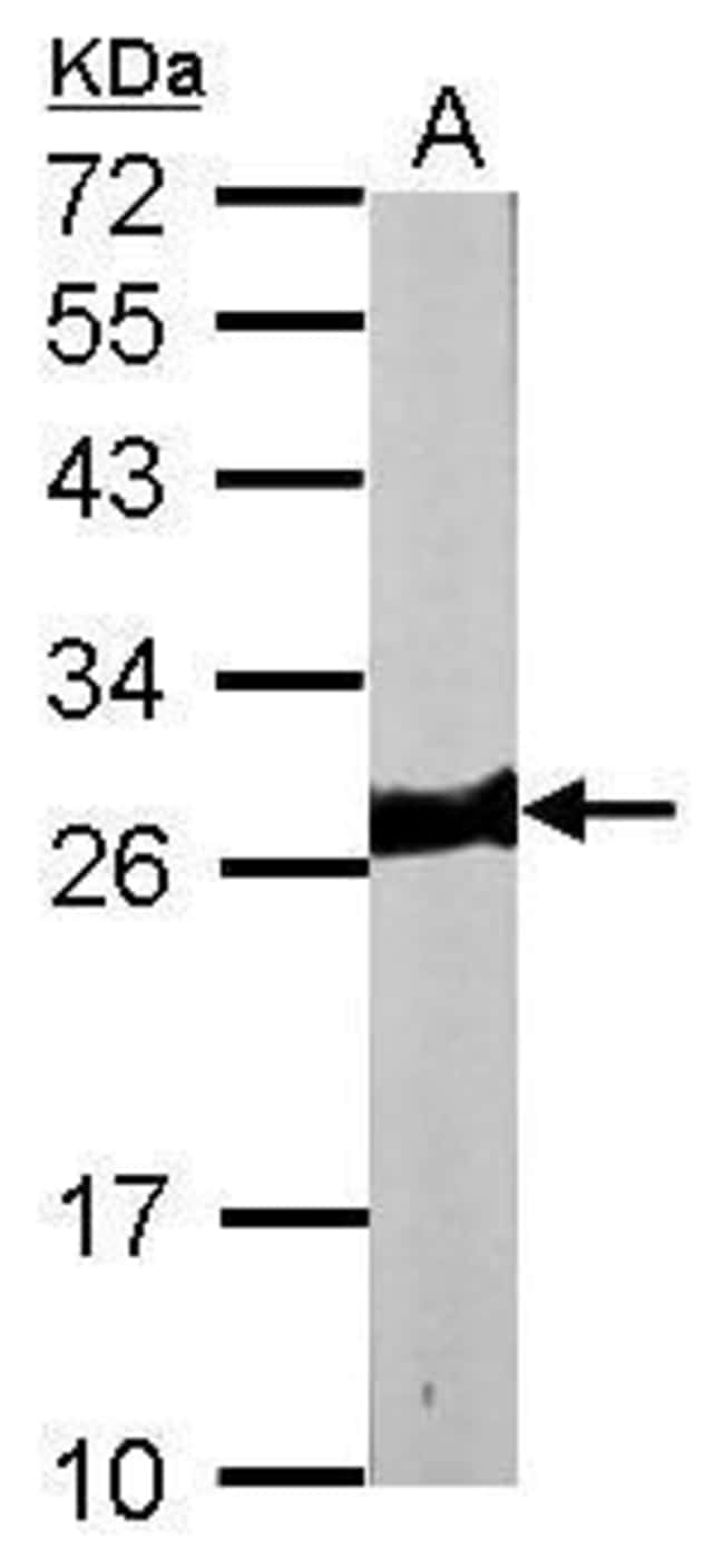 Anti-Myosin Light Chain 3