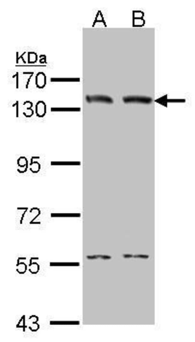 Anti-DNA Ligase I