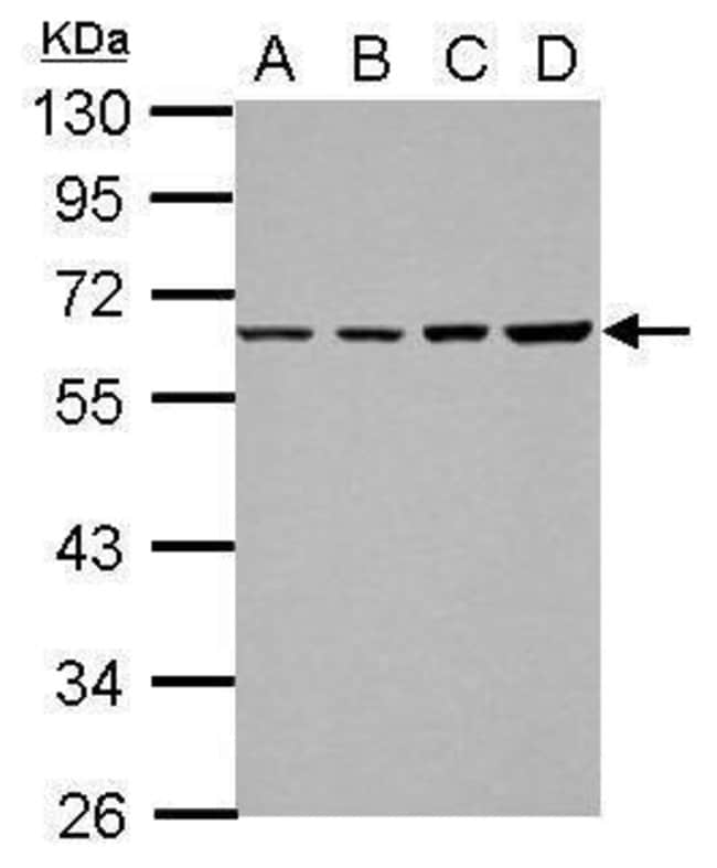 Anti-TR2