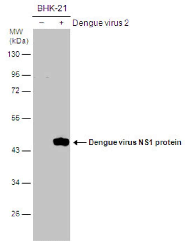 Anti-NS1 (Dengue virus 2)