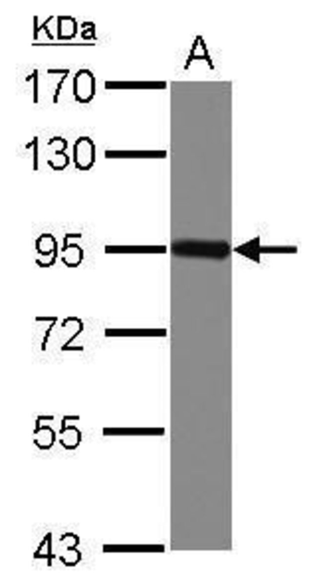 Anti-Nectin 3