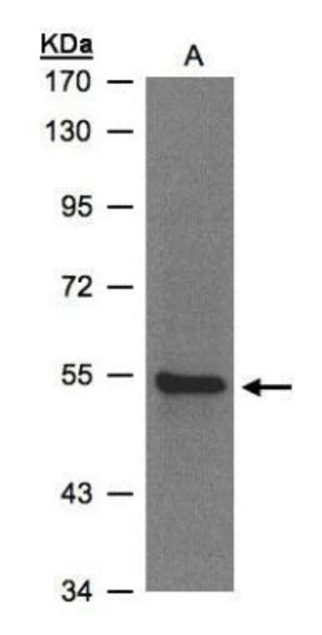 Anti-ZNF157