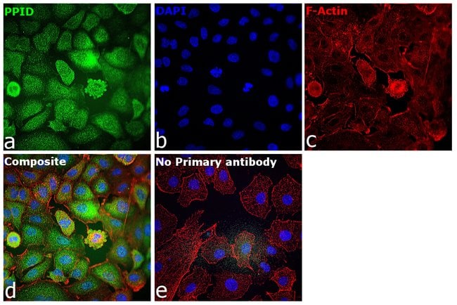 Anti-Cyclophilin 40