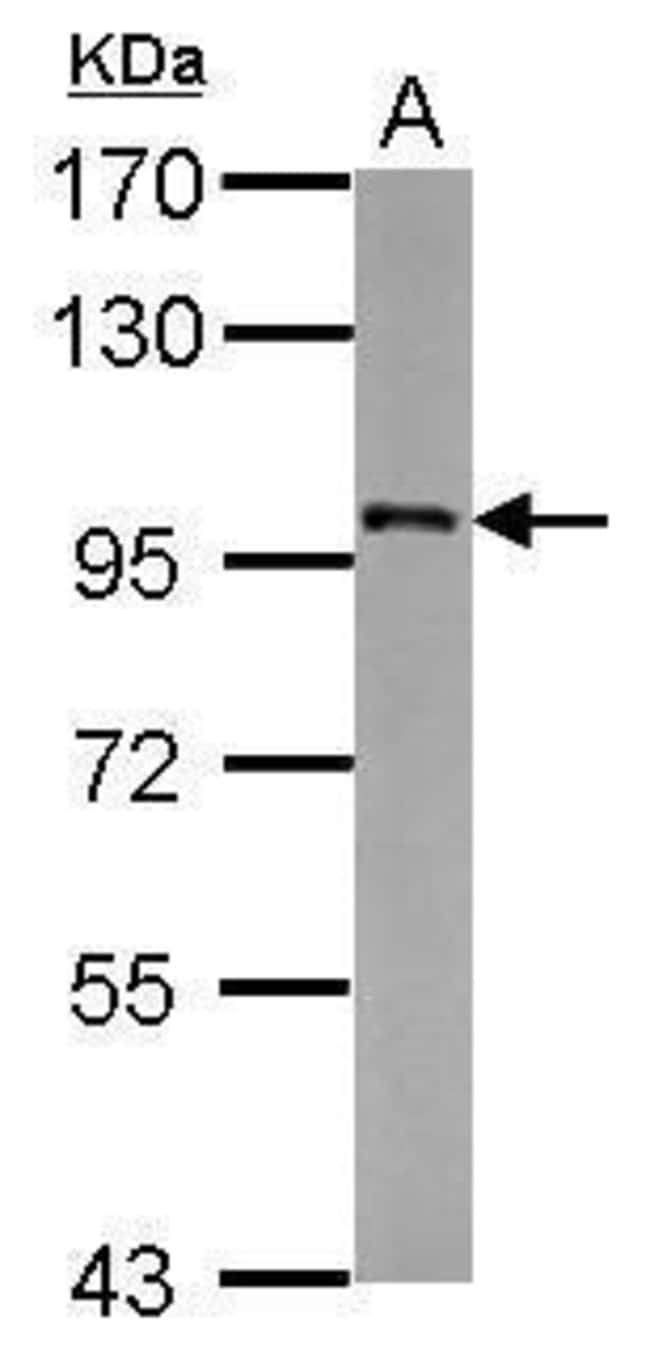 Anti-FAM48A
