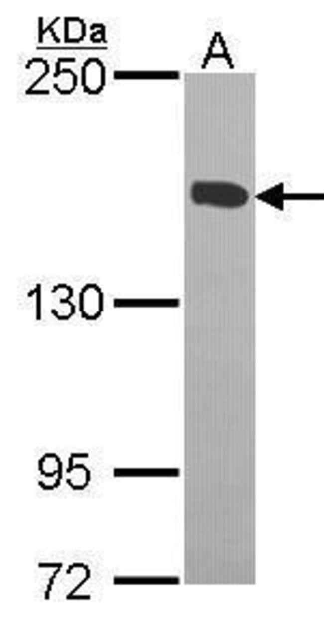 Anti-KIF4A