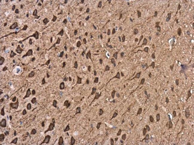Anti-Kinesin 5A