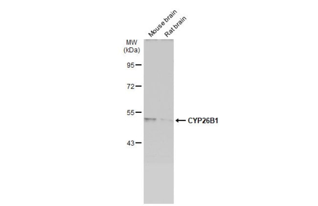 Anti-Cytochrome P450 26B