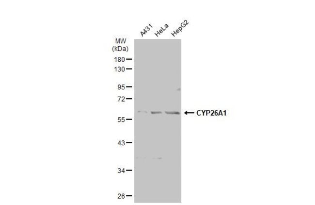 Anti-CYP26A1