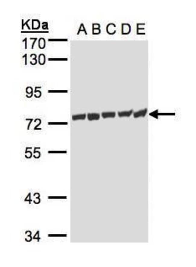 Anti-HSP70 1L