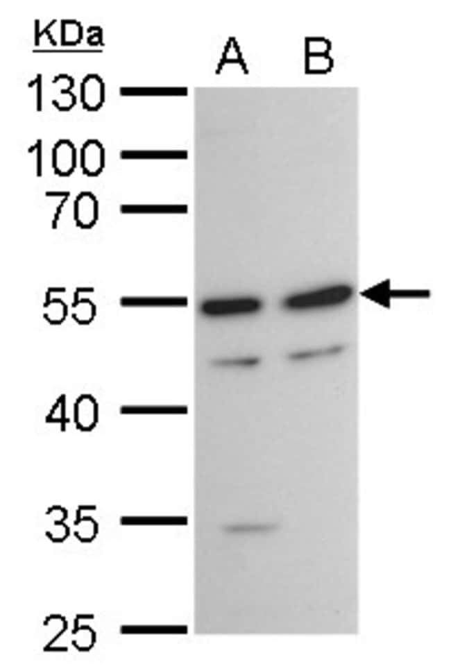 Anti-TAF7