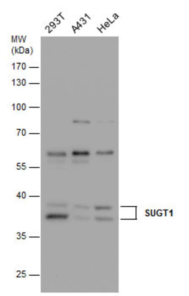 Anti-SUGT1