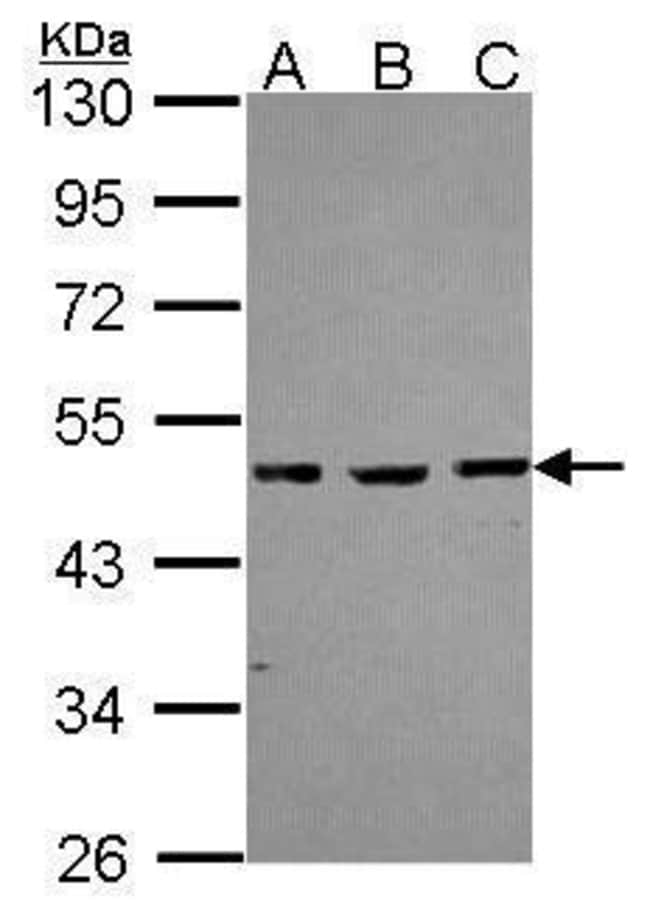 Anti-MBD2