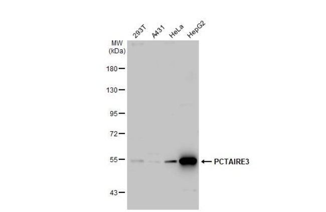 Anti-PCTAIRE-3