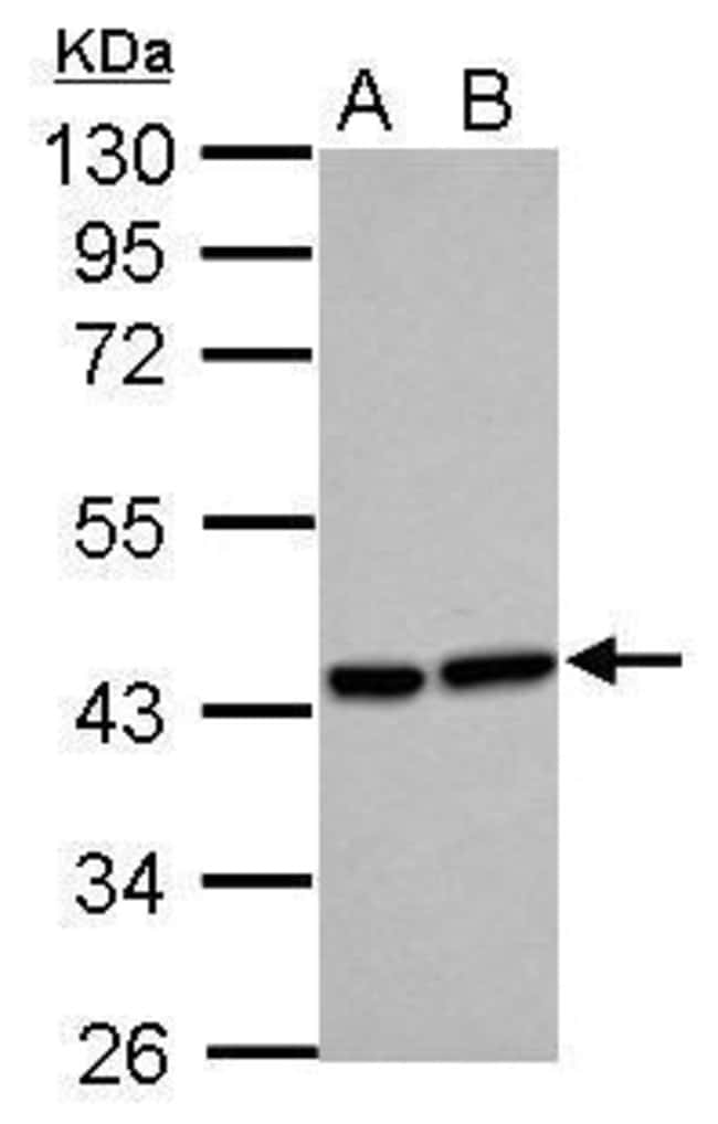Anti-Heme oxygenase 2