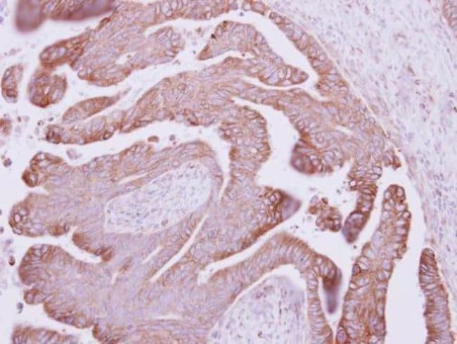 Anti-alpha Catenin