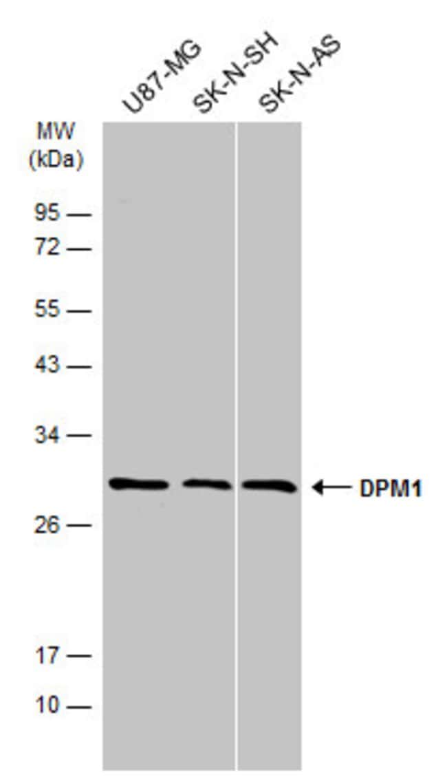 Anti-DPM1