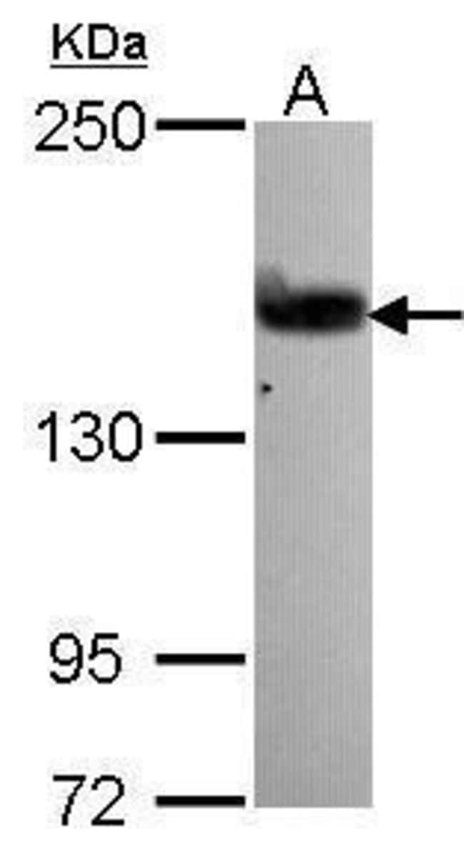 Anti-GEF5