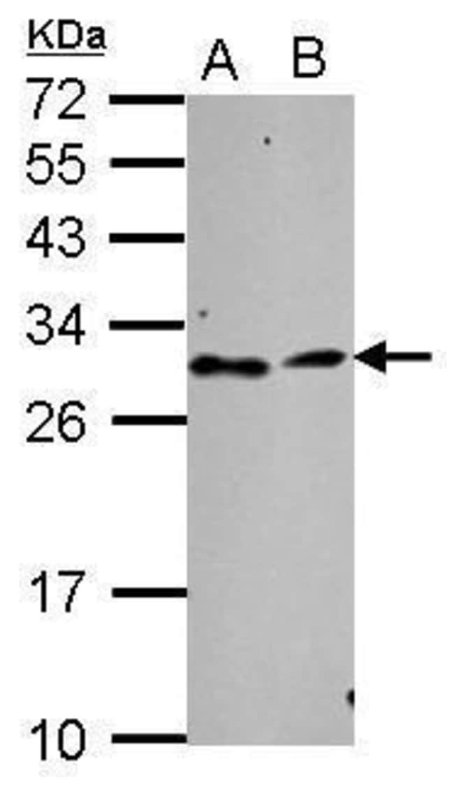 Anti-TATDN3