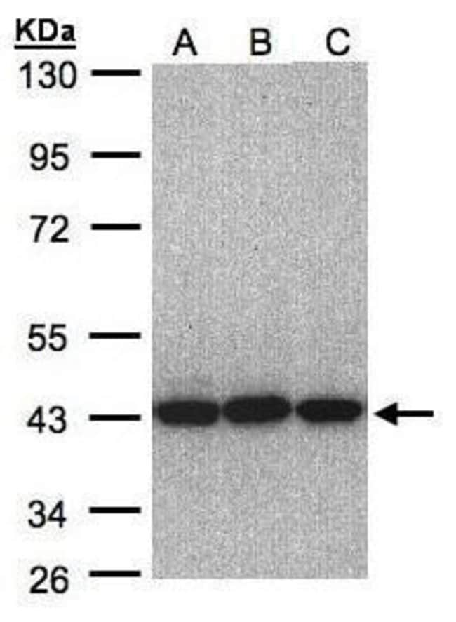 Anti-EIF3 gamma