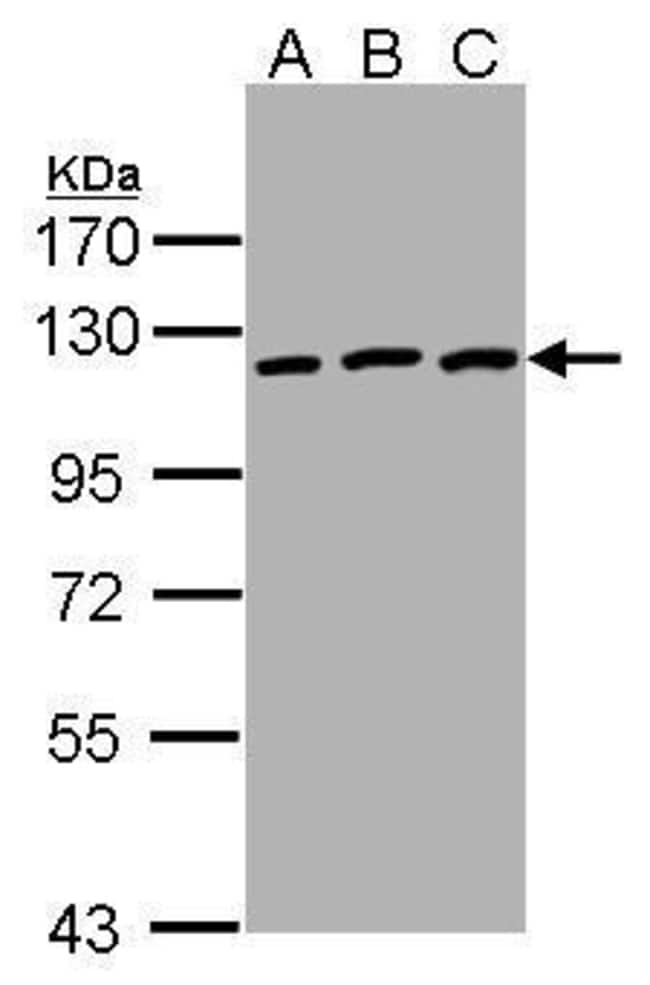 Anti-EPH receptor B3