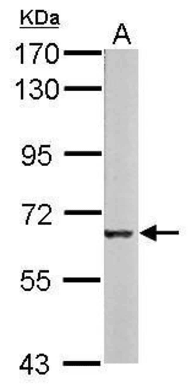 Anti-Melanophilin