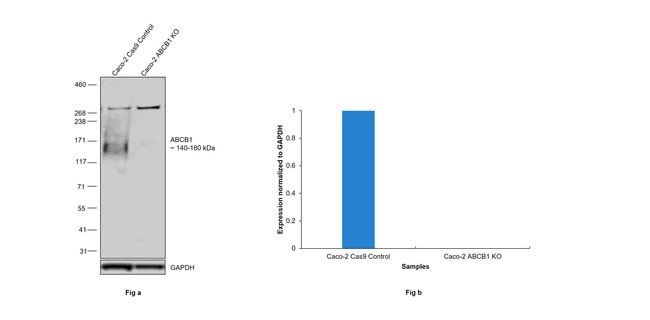 Anti-P Glycoprotein