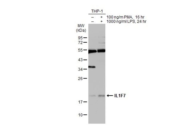 Anti-IL1F7
